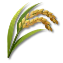 米