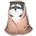 毛布にくるまれたソリ犬