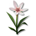 落ち着き草
