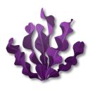 変異した水しぶき草
